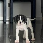 Fred ❄️🥶🧊 - @pointer_fred - Instagram