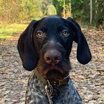 FRED🐾 - @fred.thepointer - Instagram