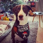 Fred Marsh - @fred_pointercollie - Instagram