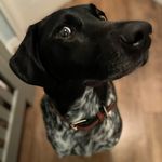 Freddie - @freddie.a.pointer - Instagram