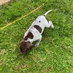 Freddie the German Shorthaired Pointer - @freddie.gsp - Instagram
