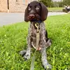 FredThePointer - @fredthepointer - TikTok