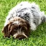 Sullivan Atkinson - @fred_the_wired_haired_pointer - Instagram