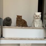 Frederico, Francisco, Poliana & Bartolomeu - @fred_cisco_poli_barto - Instagram