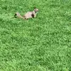 puma Ponce - @fredi.ponce6 - TikTok