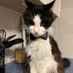 Fred Poole - @fred_thetuxedo - Instagram