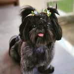 Fred Porto - @fredporto_pet - Instagram