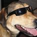 Fred PAW POWER - Facebook