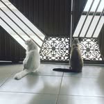 Fred, Baby, Brucutu e Elvis Presley - @gatosfofos_brucutu - Instagram