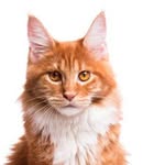 FredQuickCoon🐈 - @fredquick30 - Instagram