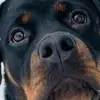 Freddelito - @fredrikpramberg - TikTok