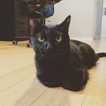 Fred Ramey - @fred.the.kitty - Instagram