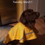Fred Reardon - @fourpaws61 - Instagram