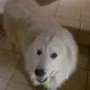 Fred Renaud - @fred.renaud4 - TikTok