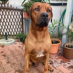 Ridgeback Fred - @fred_ridgeback - Instagram