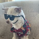 Fred Rinehart 🐾 - @_freddispaghetti_ - Instagram