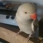 @fred.ring.neck_ - Instagram