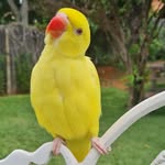 Fred - @fred.ringneck - Instagram