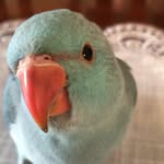 Fred - @fredring.neck - Instagram