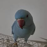 frederico - @fred_ringneck_azul - Instagram