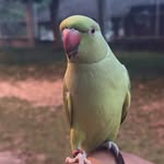 Frederico ring neck - @_fred_ringneck - Instagram