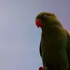 Fred.ring - @fred.ring4 - TikTok
