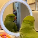 Fred.ringneck - @ringneck.fred - Instagram
