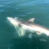 Fred Robert - @fishingguy69 - TikTok