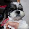 #fred Rodrigues # - @fredrodrigues477 - TikTok