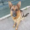 Fred Romo - @fred43078 - TikTok