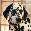 fredrosenbaum773 - @fredrosenbaum773 - TikTok
