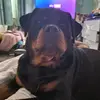 Rose n Fred - @rosenfred - TikTok