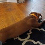 Fred Royster - @royster6907 - Instagram