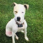 Fred Ruff - @white_american_doggie - Instagram