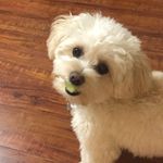 Fred's Ruff Life - @fredsrufflife - Instagram