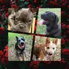 Fred Blue Gigi Rufus - @4squaredpaws - TikTok