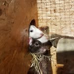 Freddy, Rufus and Barty - @the_oakpack - Instagram