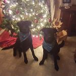 Rufus And Fred - @rufusandfredlich - Instagram
