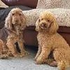 2 naughty boys! - @fred.rust - TikTok