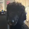 Fred Said - @poodlenotadog - TikTok