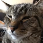 Fred&Salem - @fredsalem2 - Instagram