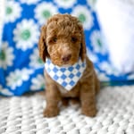 Fred Salinas Lucero - @_fred._dog._ - Instagram