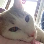 Anna Katherine Weber - @fred_and_pudgy_and_seymour - Instagram