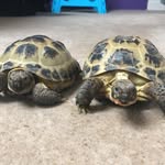 Frederick and Shelly - @fred_shelly_torts - Instagram