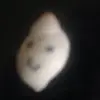 He like you to follow him - @freddytheshell - TikTok