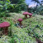Frederik Courtemanche - @fred.shorty11 - Instagram