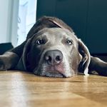 Fred von_den_silberpfoetchen - @fred.silver.paw - Instagram