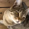 sirifred - @sirifred - TikTok