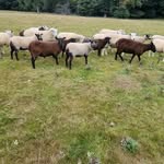 fred steadman - @fredsteadman5 - Instagram