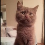 Fred Storm - @fredstormceulemans - Instagram